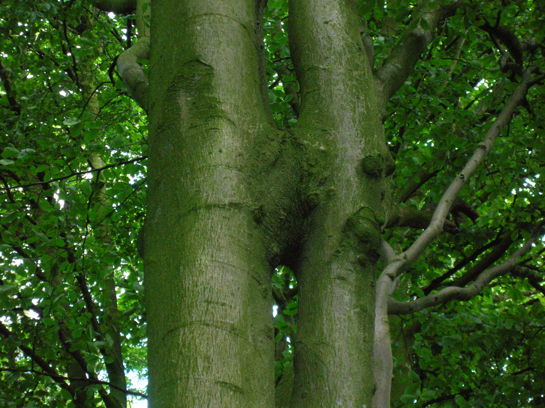 Inosculation or cojoining is when two different trees join together. It is uncommon.