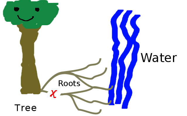 You have to cut more than one section of root in order to break the trees connection to water.