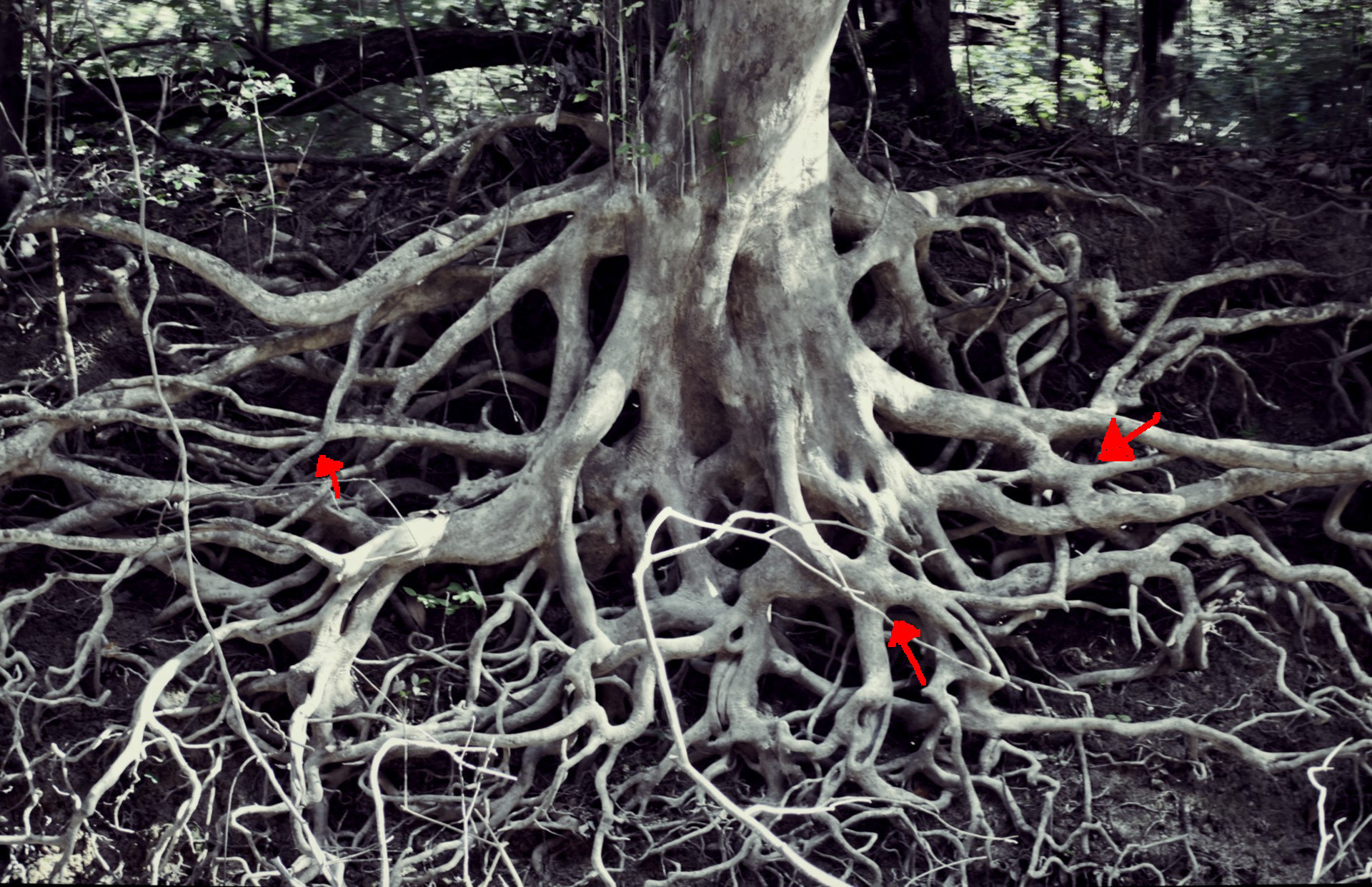 This tree’s roots have grown together into a toroidal graph-like structure