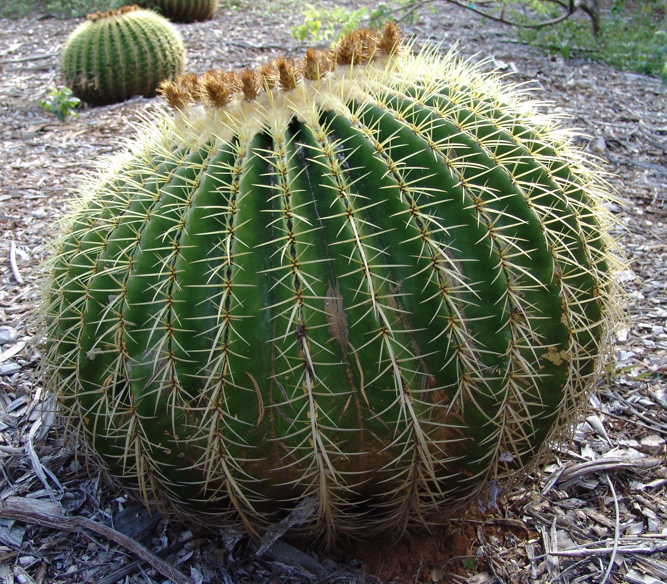 A bloby Golden Barrel Cactus (echinocactus grusonii), Koko Crater Botanical Garden, Oahu Hawaii