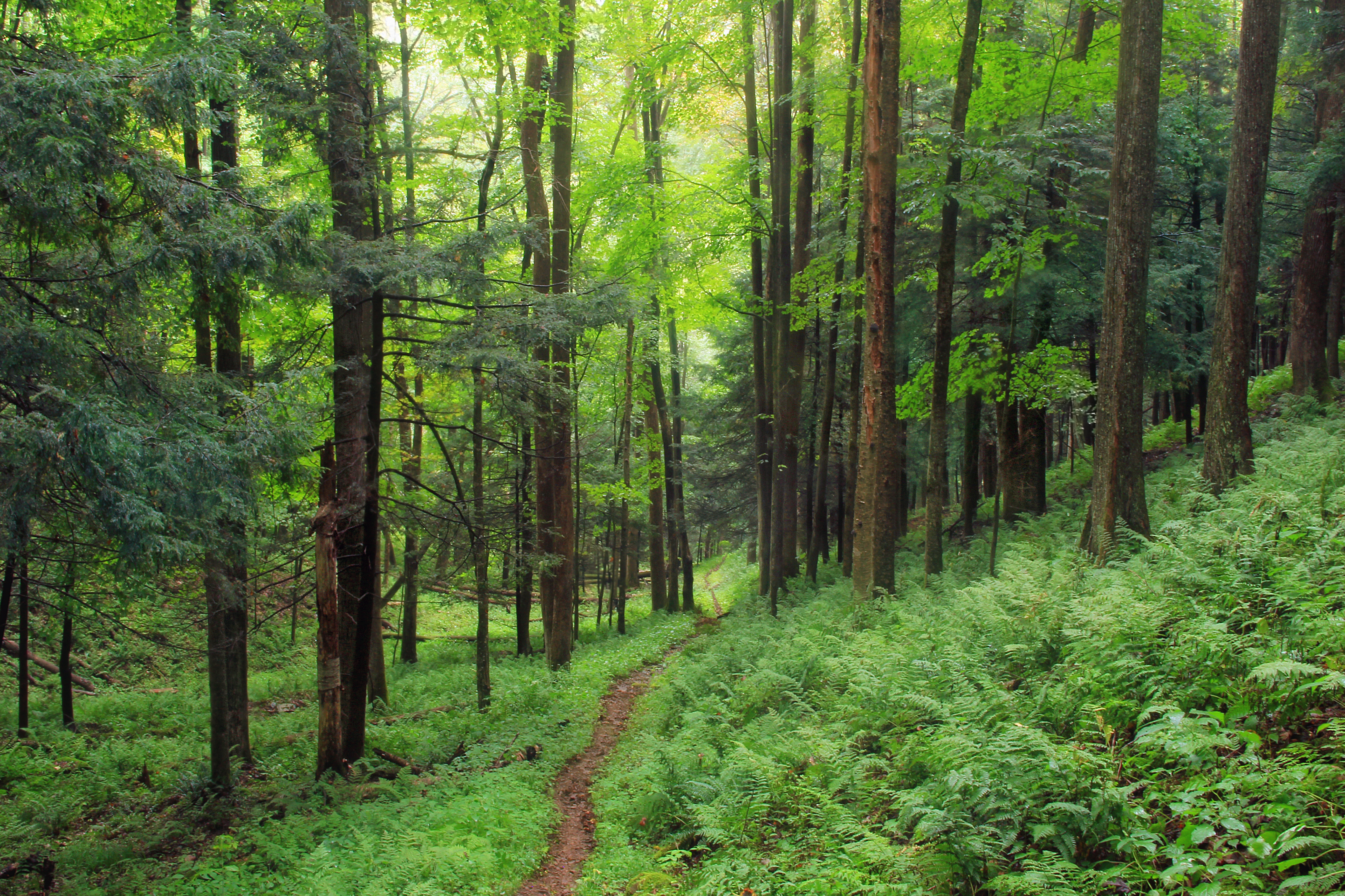 A forest trail in H. Dutlinger Natural Area