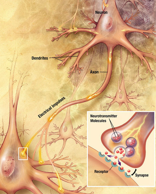 Neurons connect to each-other via discrete edges called dendrons as drawn.