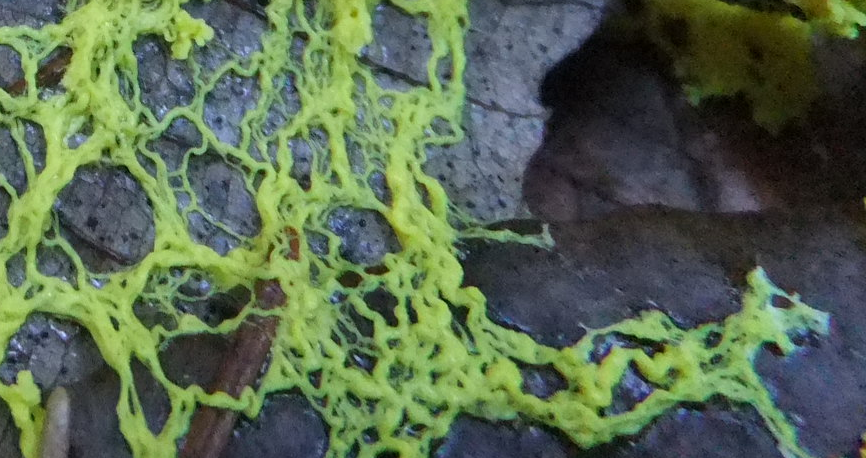 Slime mold