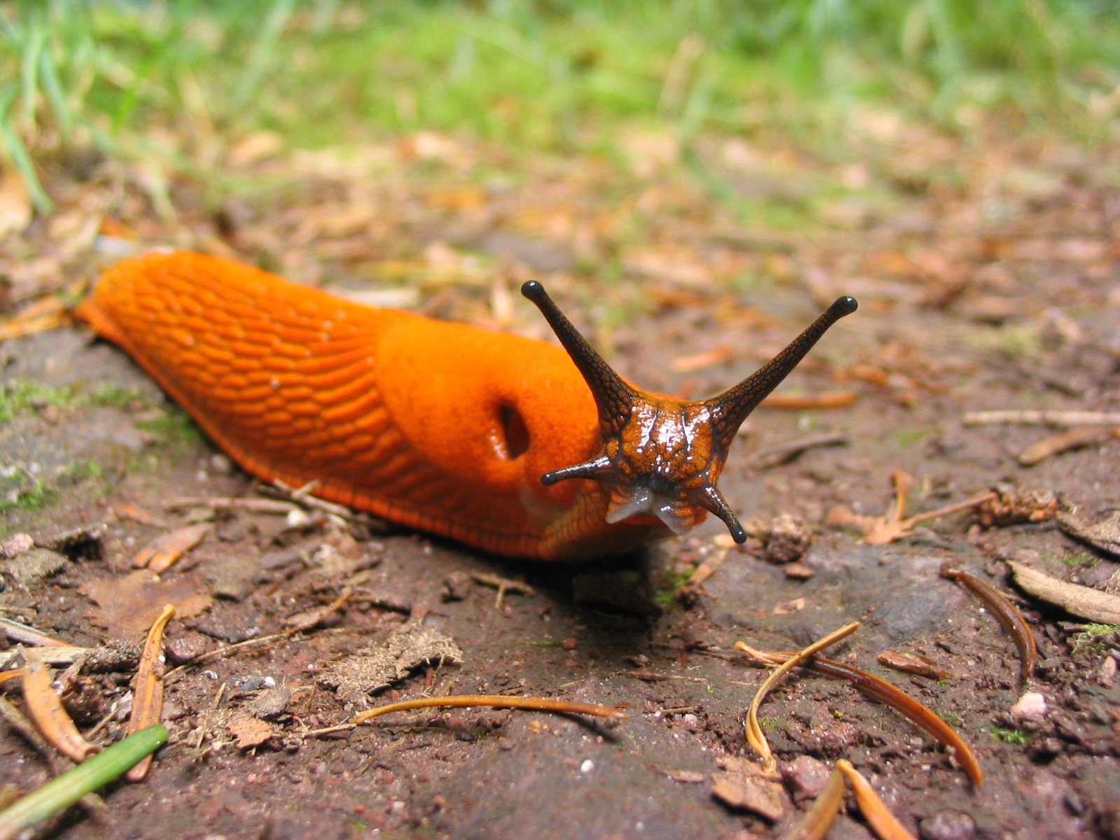 Even bloby life forms like this slug have appendages.