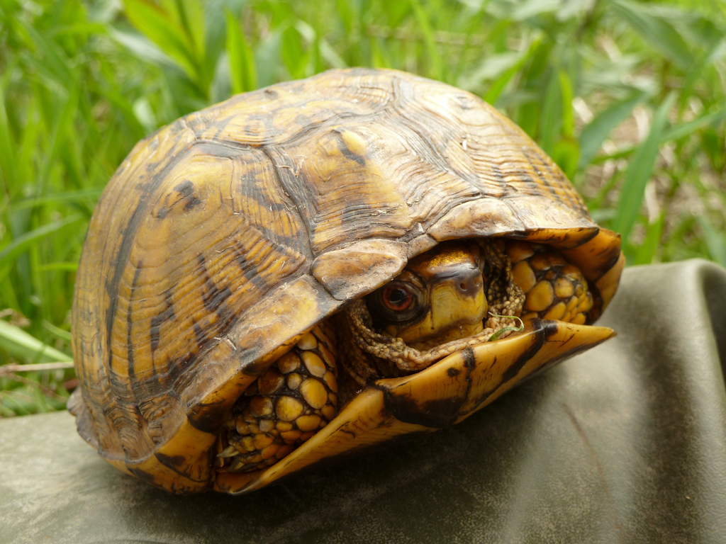 An Eastern Box Turtle hiding in its shell to protect its fragile appendages
